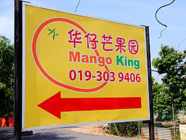 Mango King Sekinchan