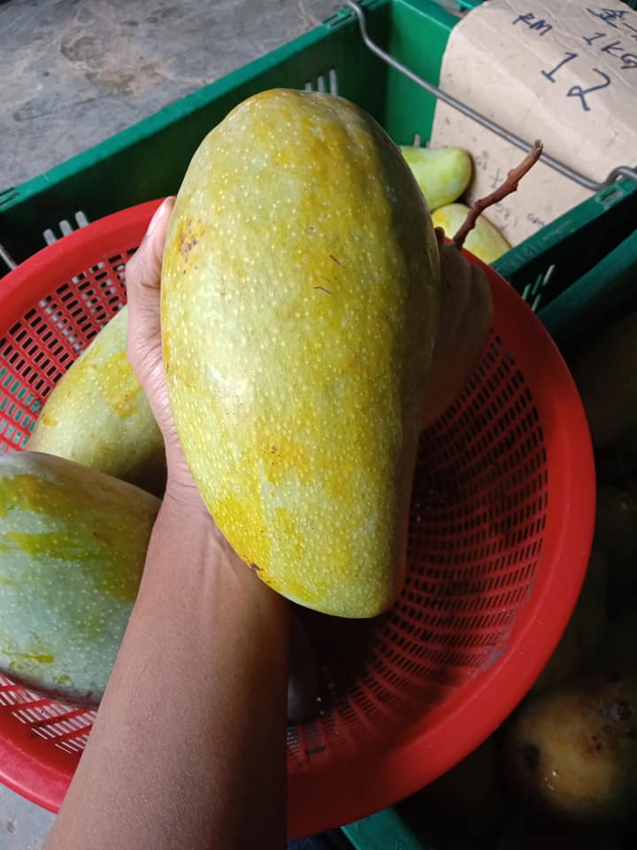 Mango King 