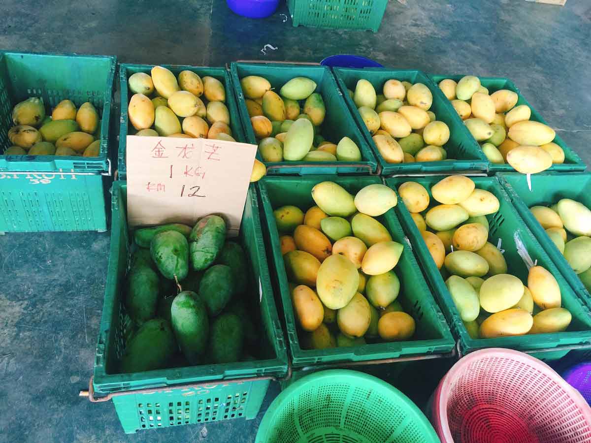 Mangoes in Mango King Sekinchan