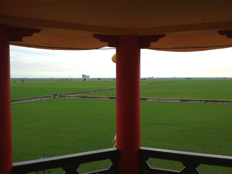 View Of Paddy Field from Nan Tian Temple