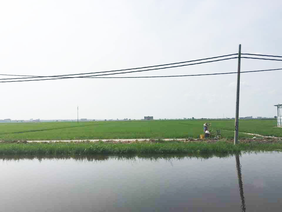 Paddy Field Sekinchan Paddy Field Sekinchan