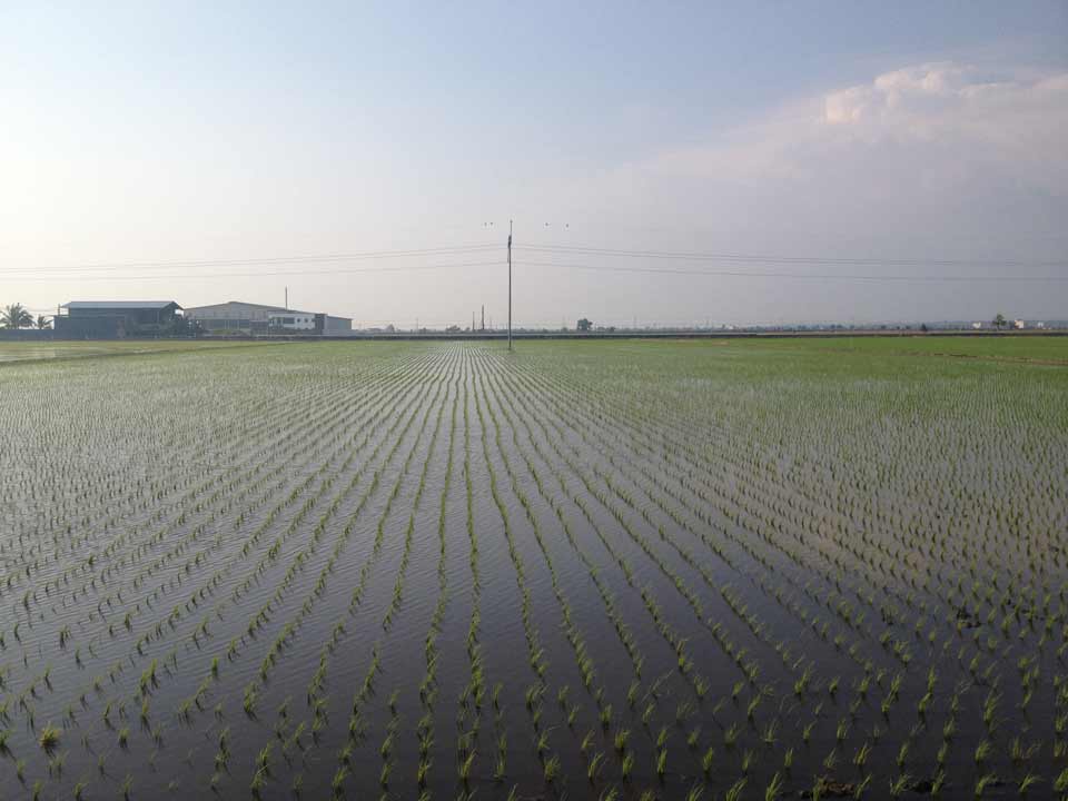 Transpanting Season Transpanting Season