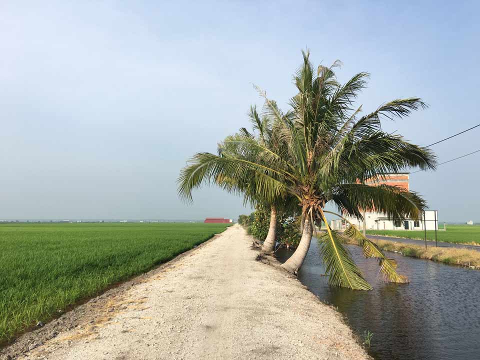 View Of Paddy Field in Sekinchan View Of Paddy Field in Sekinchan