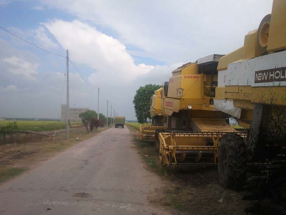 Sekinchan Paddy Field - Harvesting Season Sekinchan Paddy Field - Harvesting Season