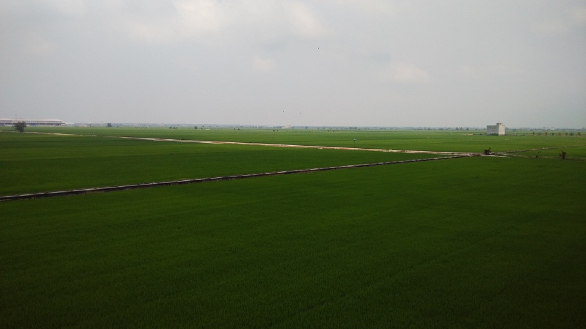 Paddy Filed Sekinchan